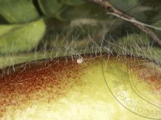 Каллимах_хорион